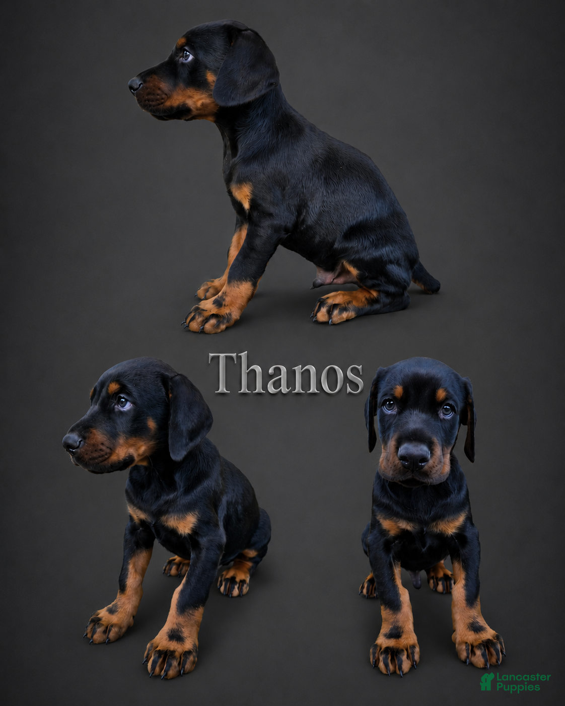 Doberman Pinscher dogs Thanos  - Ad 29