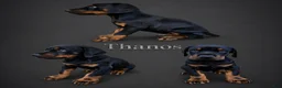Doberman Pinscher dogs for sale: Thanos  - Ad 1