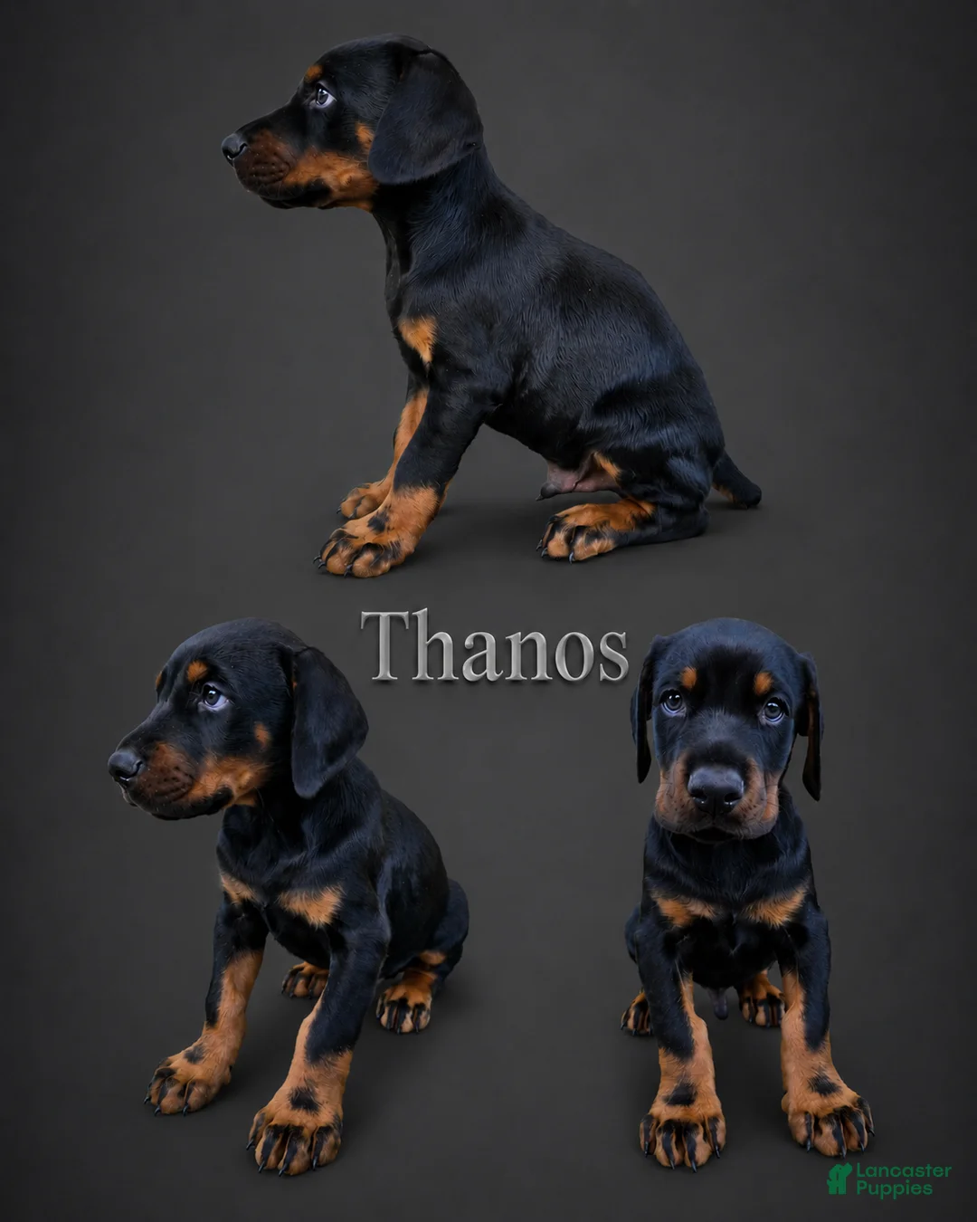 Doberman Pinscher dogs for sale: Thanos  - Ad 1