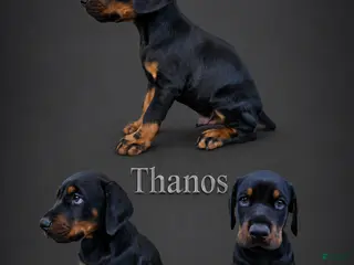 Doberman Pinscher dogs Thanos - Ad 38
