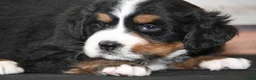 Bernese Mountain Dog dogs for sale: Gabby AKC - Ad 3