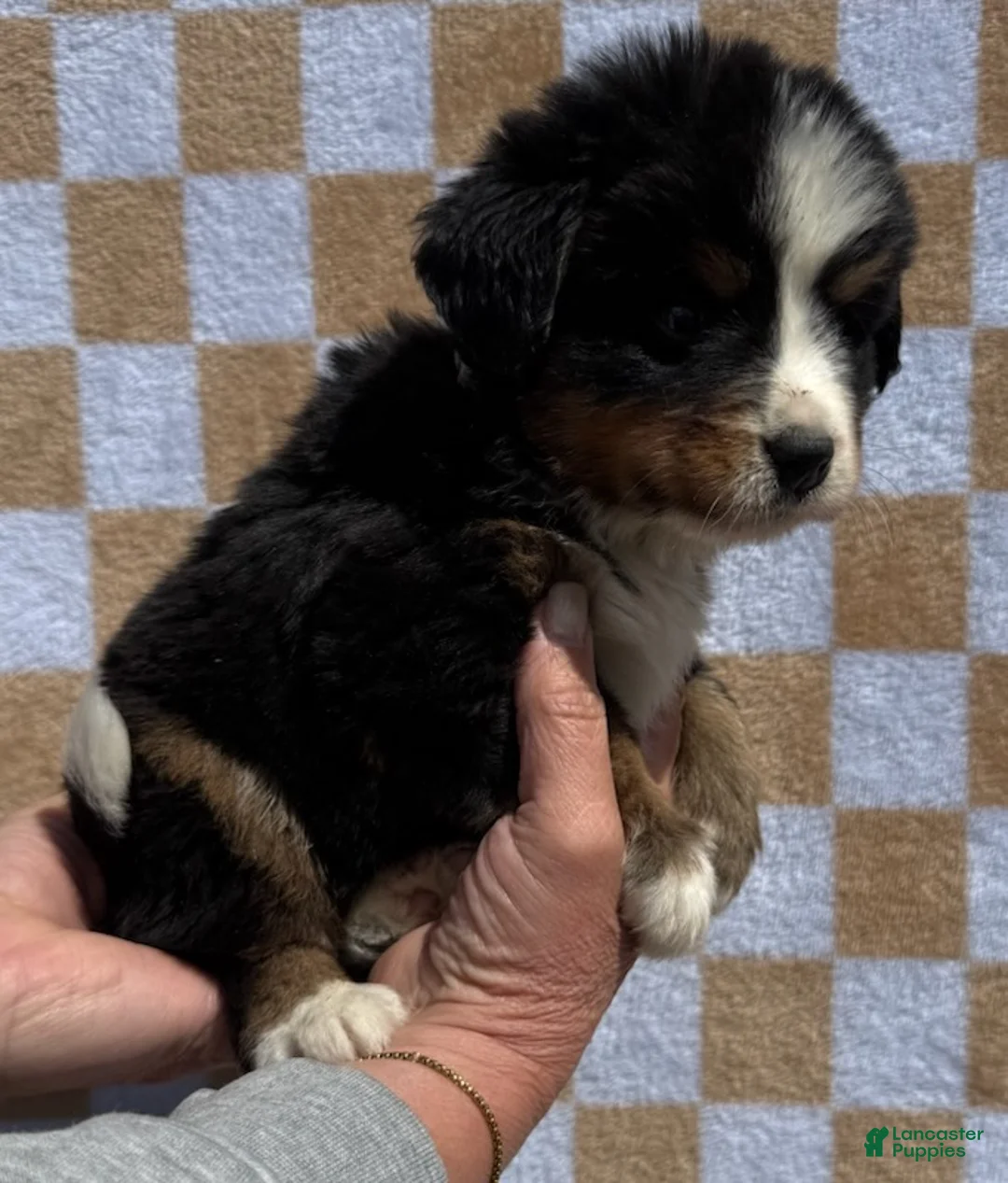 Bernese Mountain Dog dogs for sale: Charlie - Ad 2