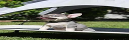 French Bulldog dogs for sale: Leroy - Ad 5