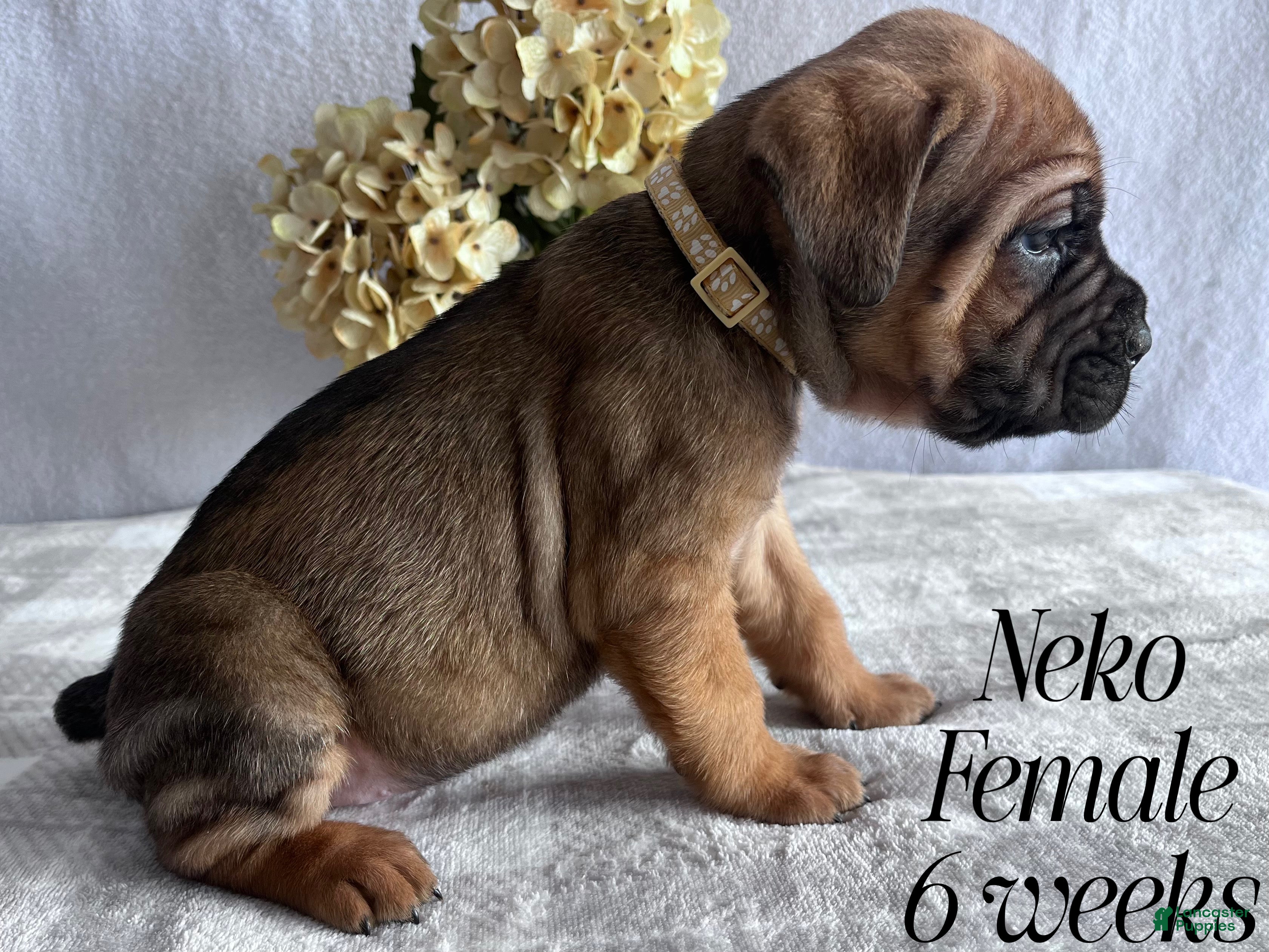 Cane Corso dogs Neko - Ad 2