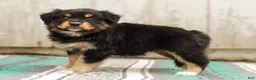 Australian Shepherd dogs for sale: Trisha - Ad 6