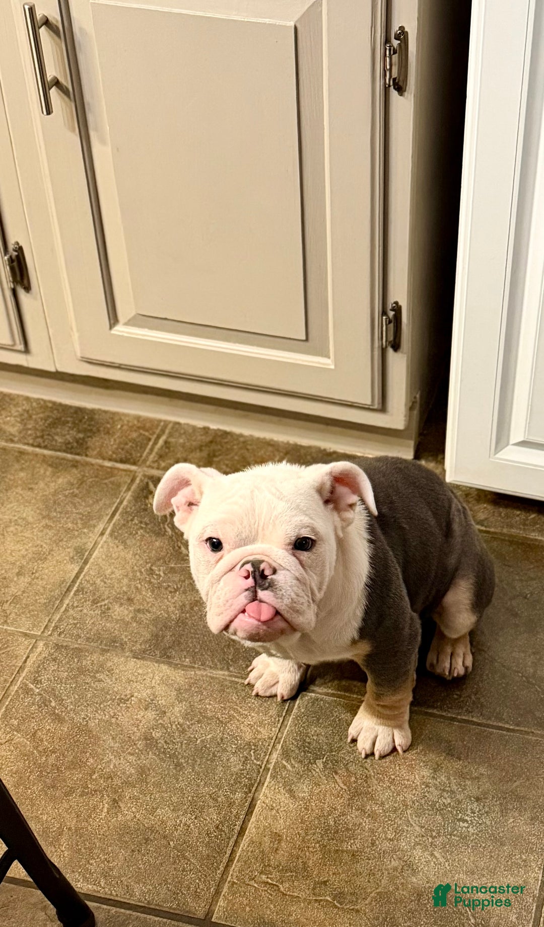 English Bulldog dogs for sale: Banksy - Ad 14