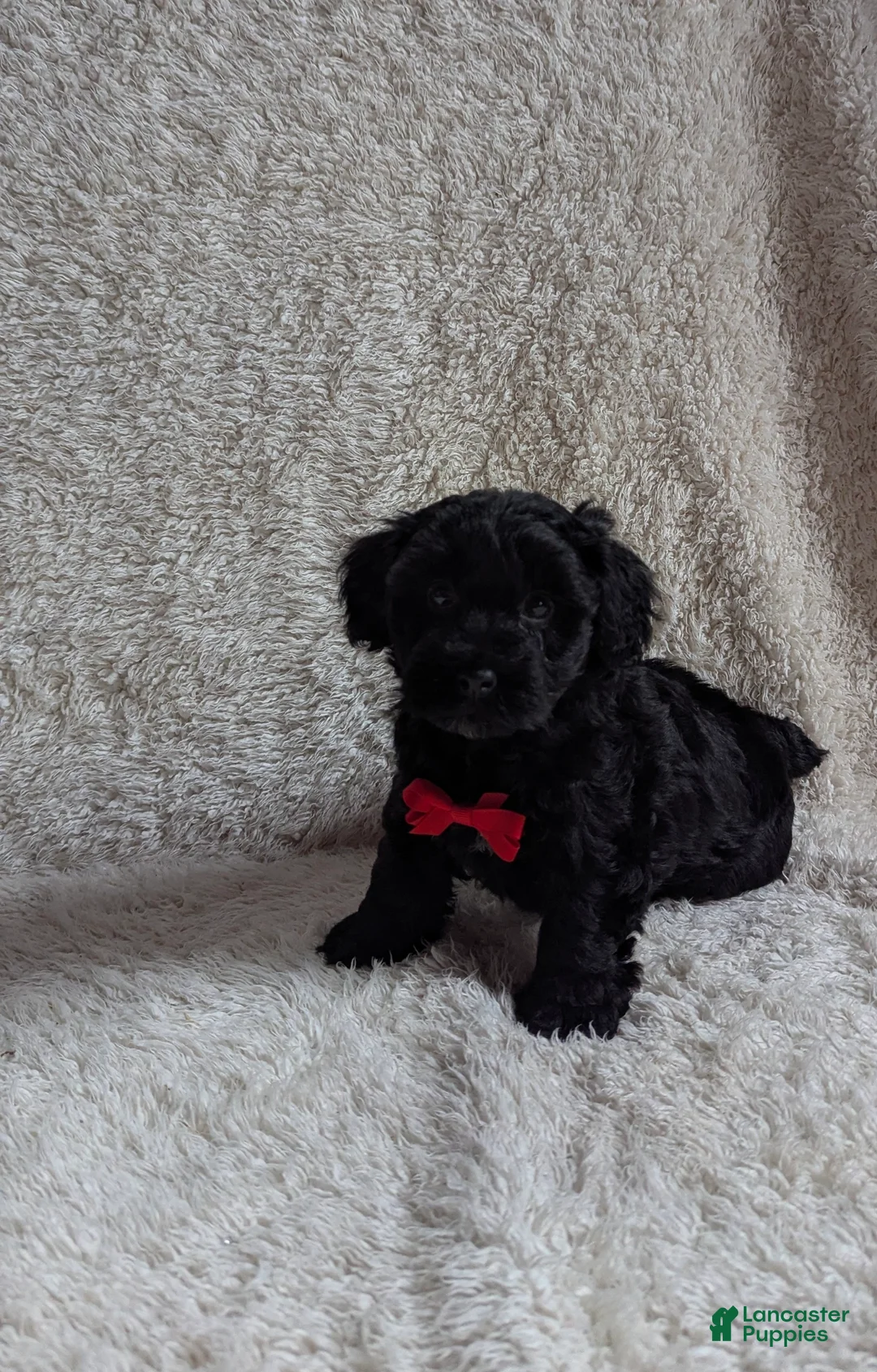 Yorkiepoo dogs for sale: Axel - Ad 14