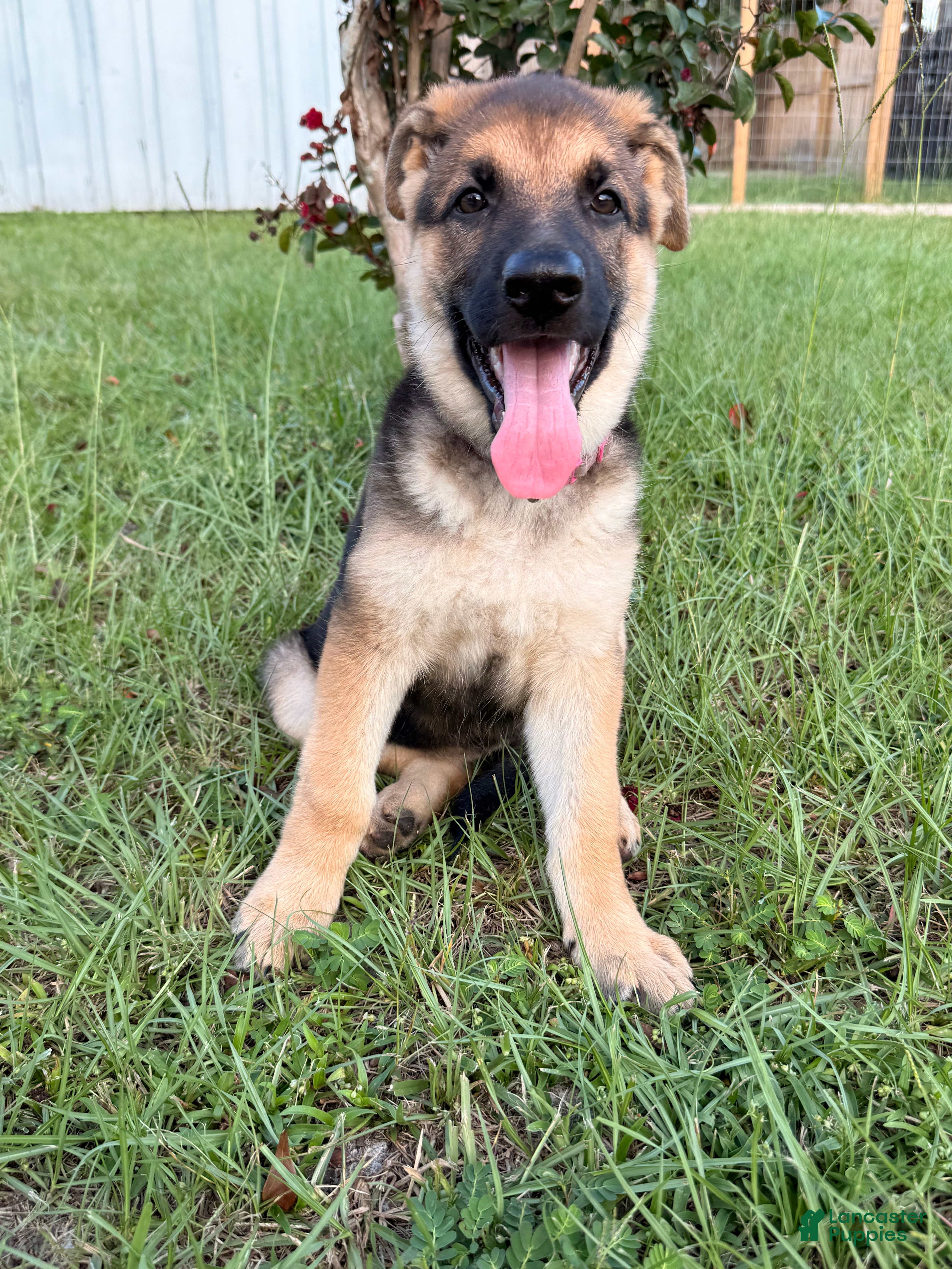 German Shepherd dogs Millie - Ad 8