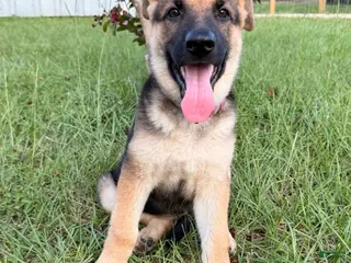 German Shepherd dogs Millie - Ad 8