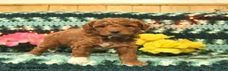 Mini Goldendoodle dogs for sale: Champion  - Ad 4