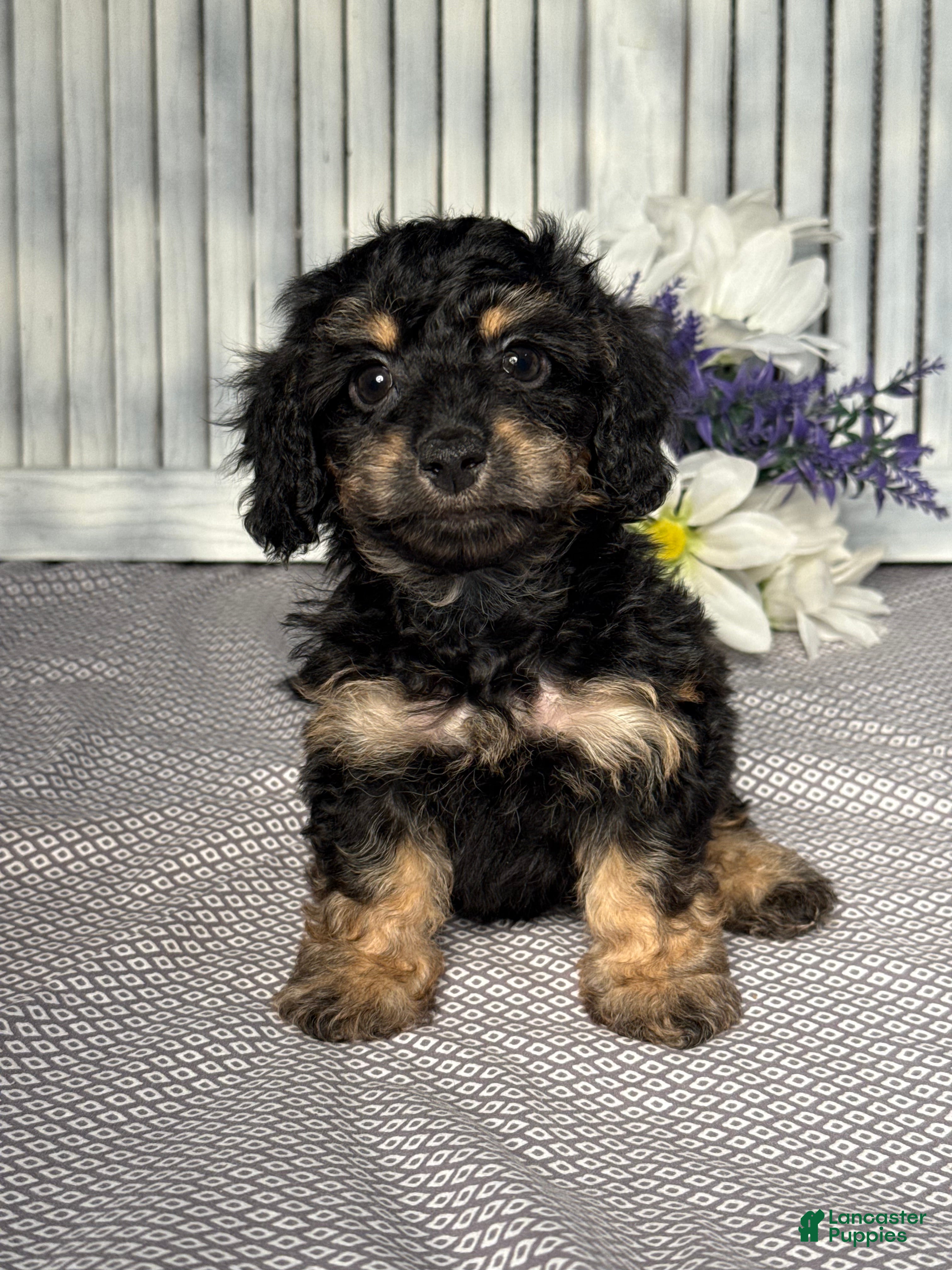 Mixed Breed dogs for sale: Callie - Ad 1