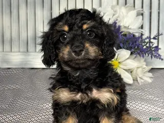 Mixed Breed dogs for sale: Callie - Ad 4