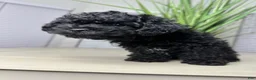 Shihpoo dogs for sale: Shihpoo 2 - Ad 7