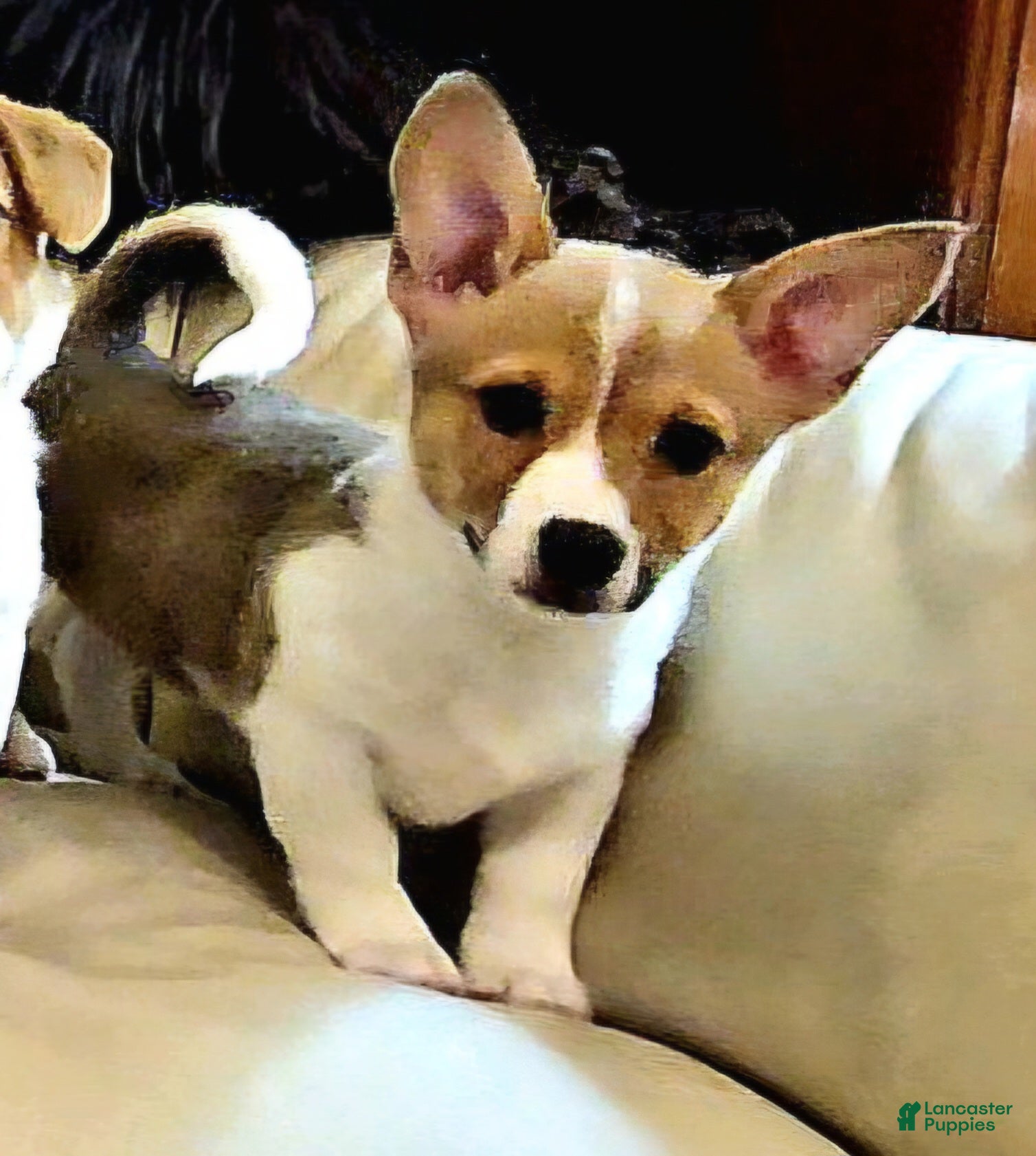 Mixed Breed dogs Chanel - Ad 13