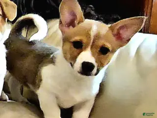 Mixed Breed dogs Chanel - Ad 13