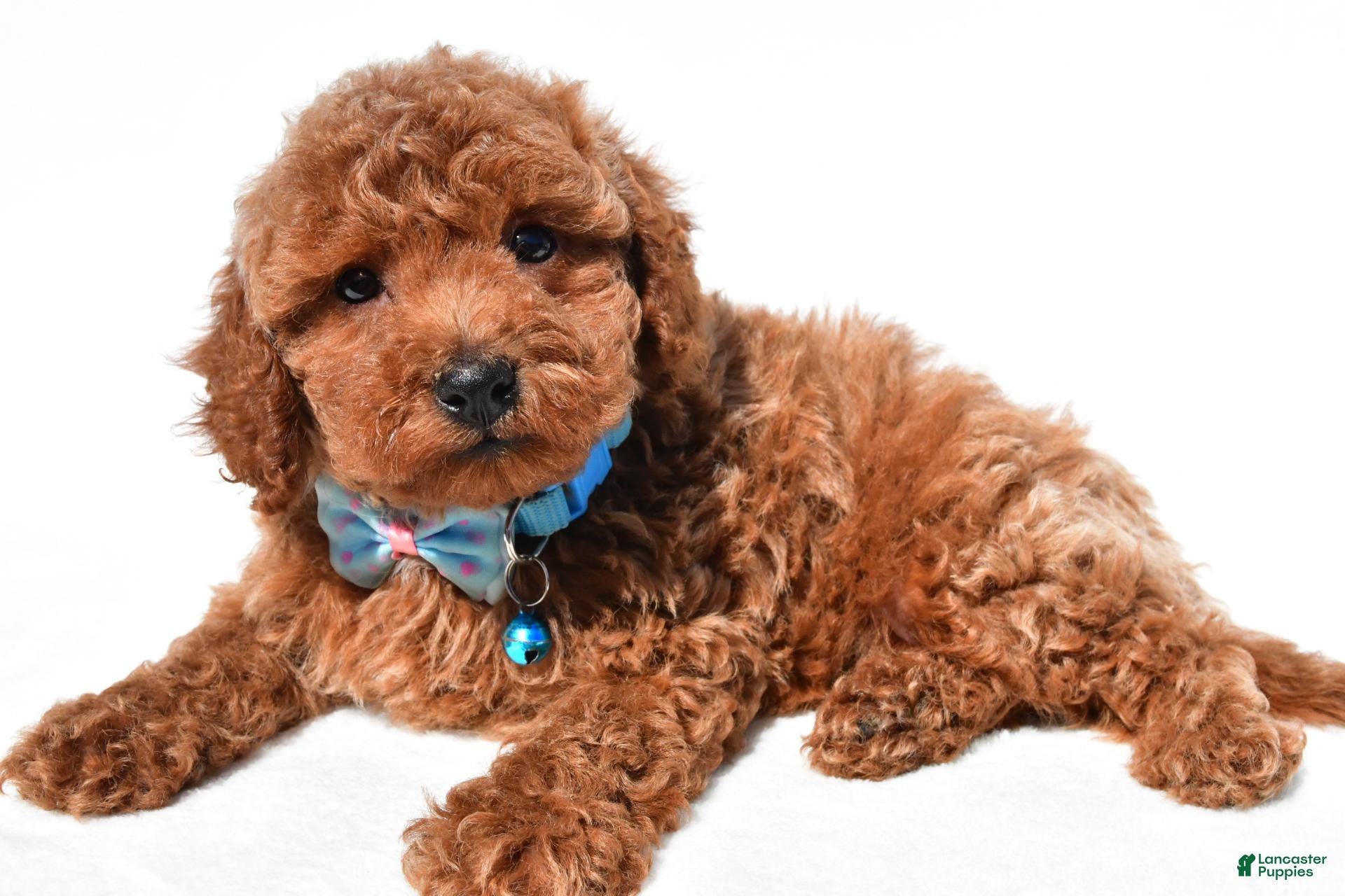 Miniature Poodle dogs Colby - Ad 2