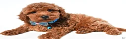 Miniature Poodle dogs for sale: Colby - Ad 2