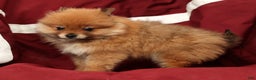 Pomeranian dogs for sale: Oscar - Ad 9