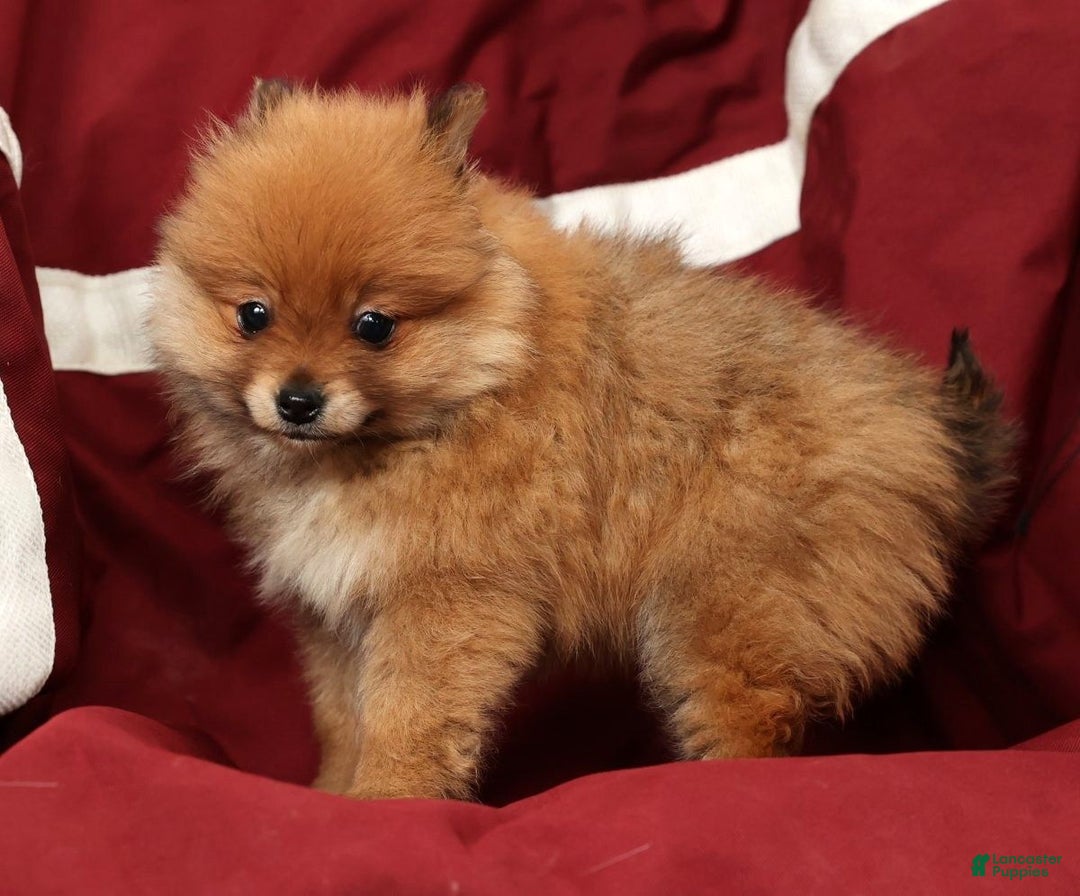 Pomeranian dogs for sale: Oscar - Ad 9