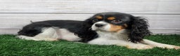 Cavalier King Charles Spaniel dogs for sale: Zayne - Ad 8