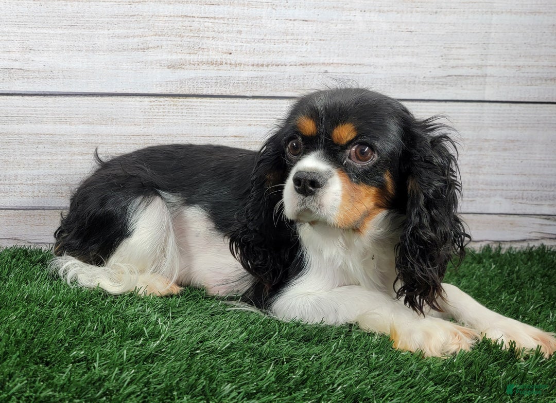 Cavalier King Charles Spaniel dogs for sale: Zayne - Ad 8