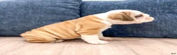 Beabull dogs for sale: Callie - Ad 5