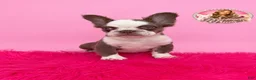 French Bulldog dogs for sale: Bubbles 💕 - Ad 2