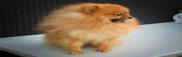 Pomeranian dogs for sale: 🐾 Meet Rolo — A Bouncy Little Ball of Fluff! 🐾 - Ad 10