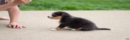 Mixed Breed dogs for sale: Grant - Ad 5