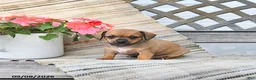 Chiweenie dogs for sale: Pearl - Ad 4