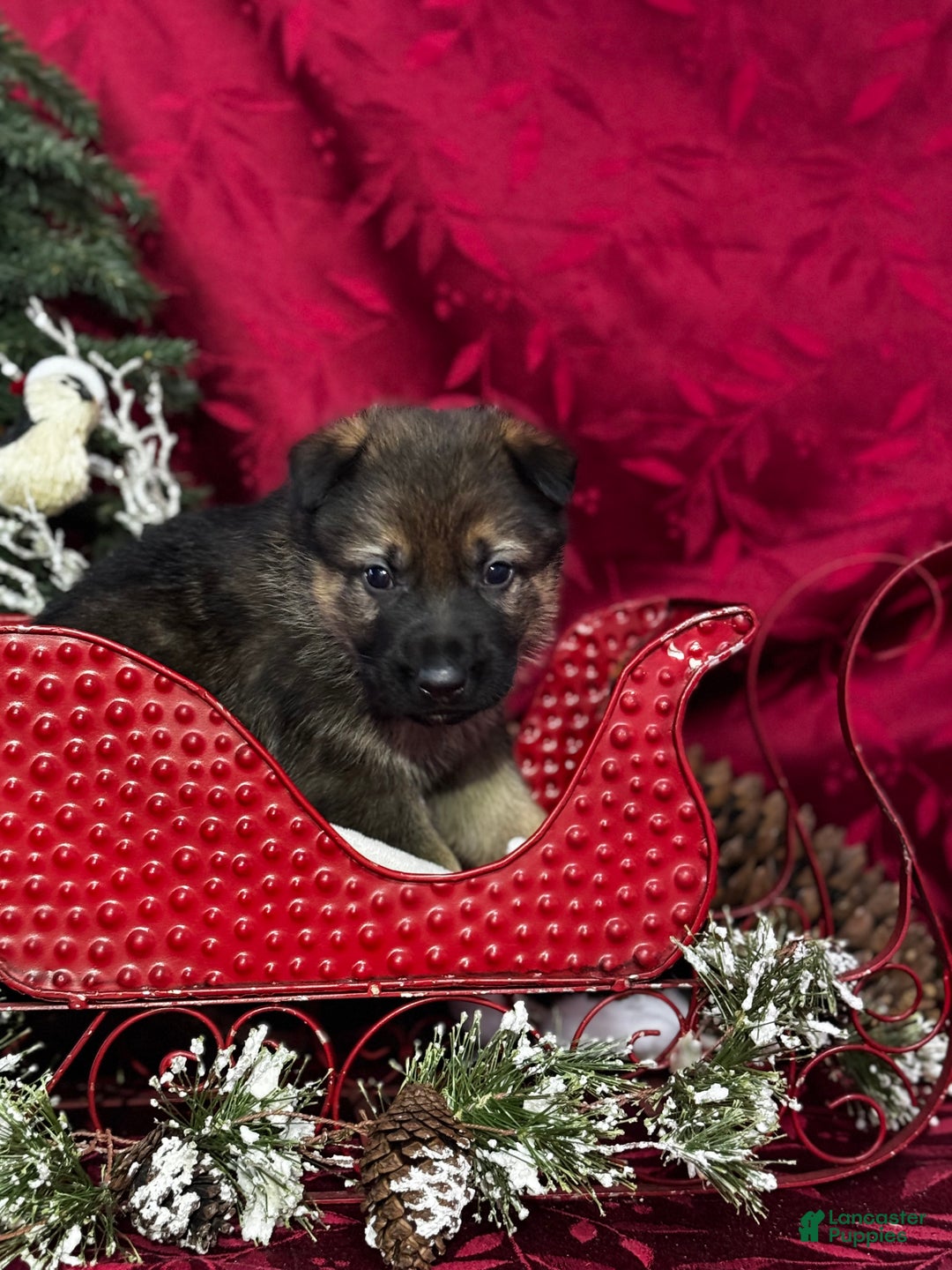 German Shepherd dogs for sale: Branson - Ad 3