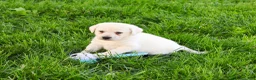 Labrador Retriever dogs for sale: Perseus  - Ad 2