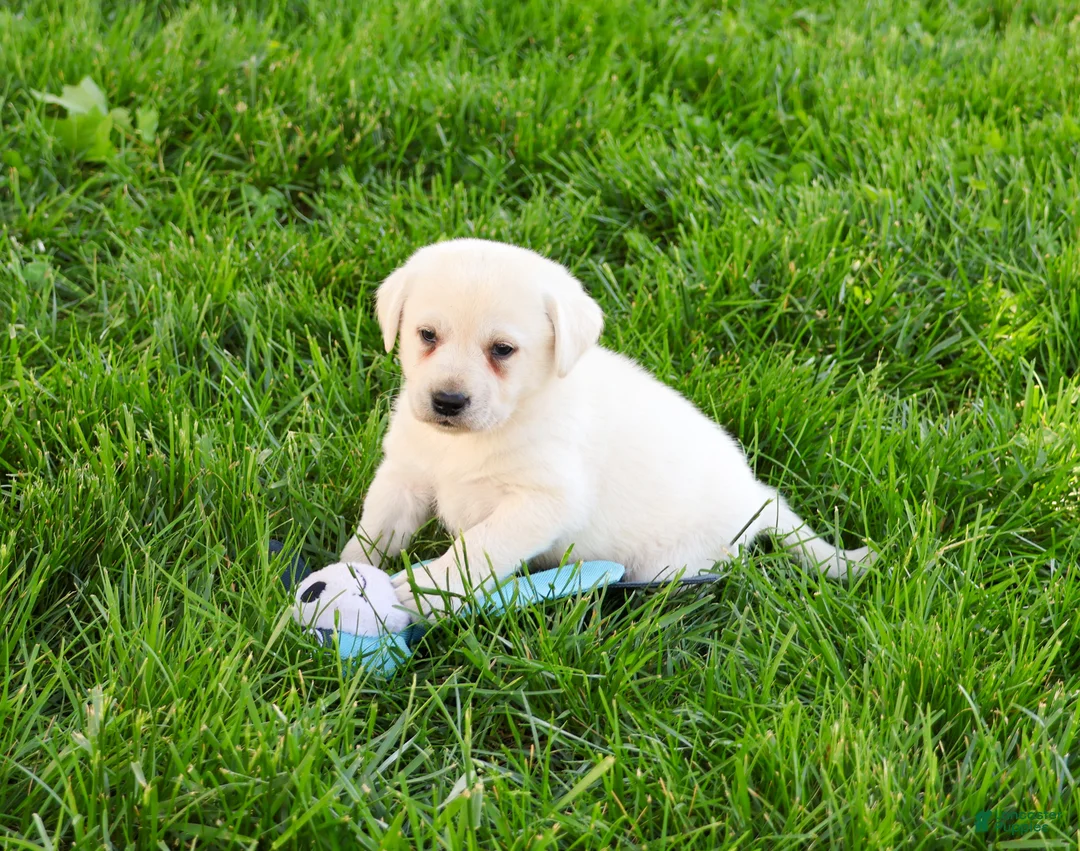 Labrador Retriever dogs for sale: Perseus  - Ad 2