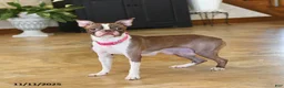 Boston Terrier dogs for sale: Tina - Ad 6