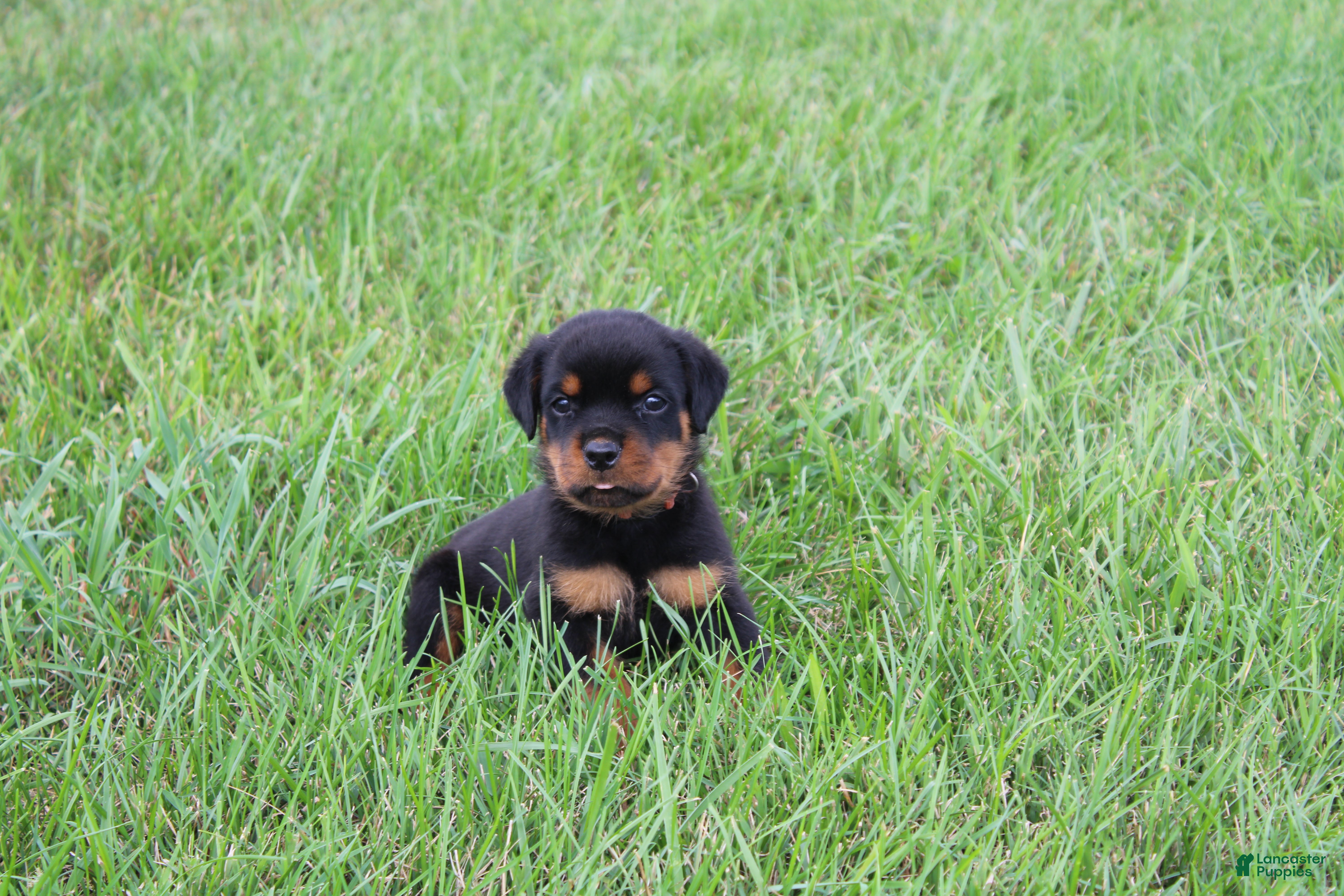 Rottweiler dogs Birkitt - Ad 1