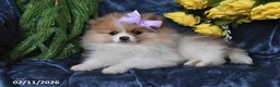 Pomeranian dogs for sale: Misty - Ad 1