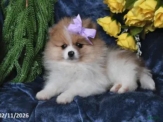 Pomeranian dogs Misty - Ad 20