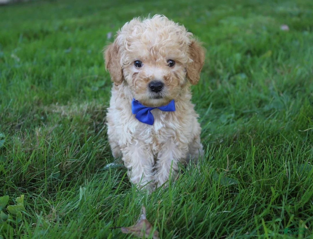 Mini Goldendoodle dogs for sale: Dusty 💎 - Ad 1