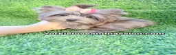 Yorkshire Terrier dogs for sale: Small black Merle female  - Ad 5