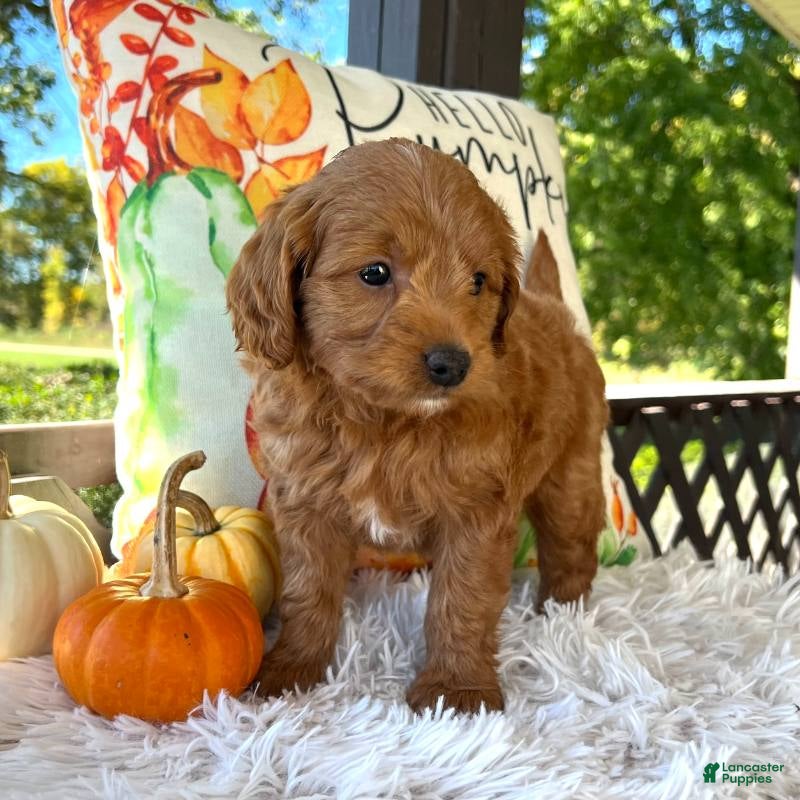 Mini Goldendoodle dogs Loki(Micro Mini Goldendoodle) - Ad 2