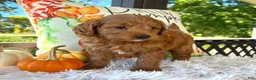 Mini Goldendoodle dogs for sale: Loki(Micro Mini Goldendoodle) - Ad 2