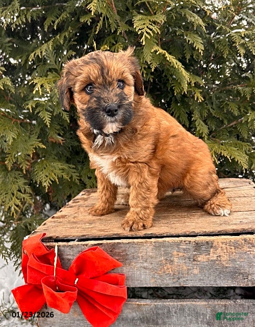 Whoodle dogs Waverly - Ad 4