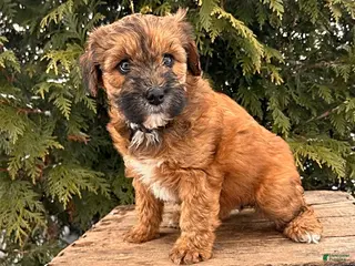 Whoodle dogs Waverly - Ad 4