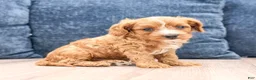 Cavapoo dogs for sale: Blaze - Ad 8