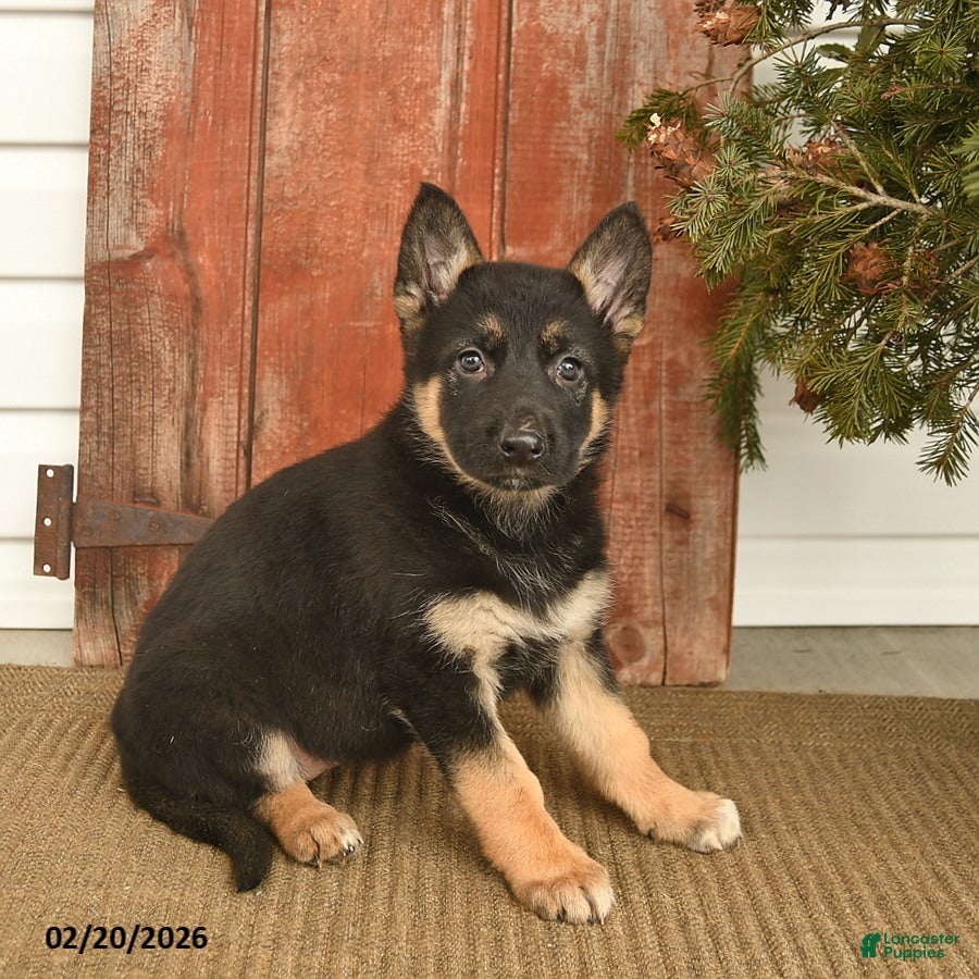 German Shepherd dogs Blair  - Ad 2