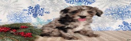Mini Bernedoodle dogs for sale: Blitz - Ad 7