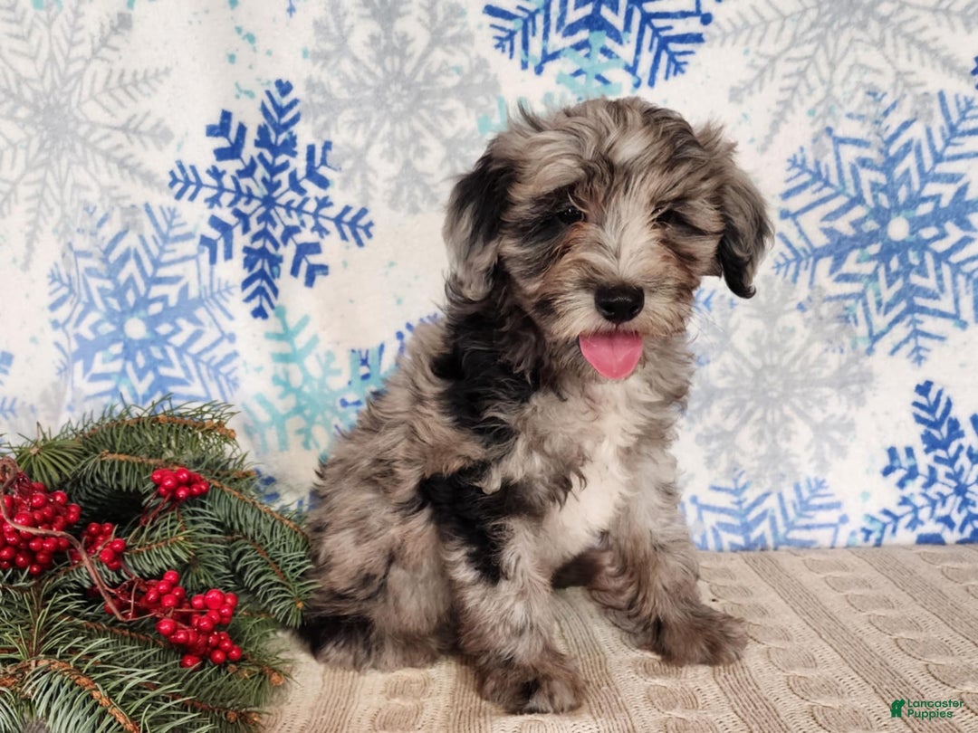 Mini Bernedoodle dogs for sale: Blitz - Ad 7