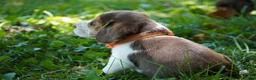 Beagle dogs for sale: Otis - Ad 4