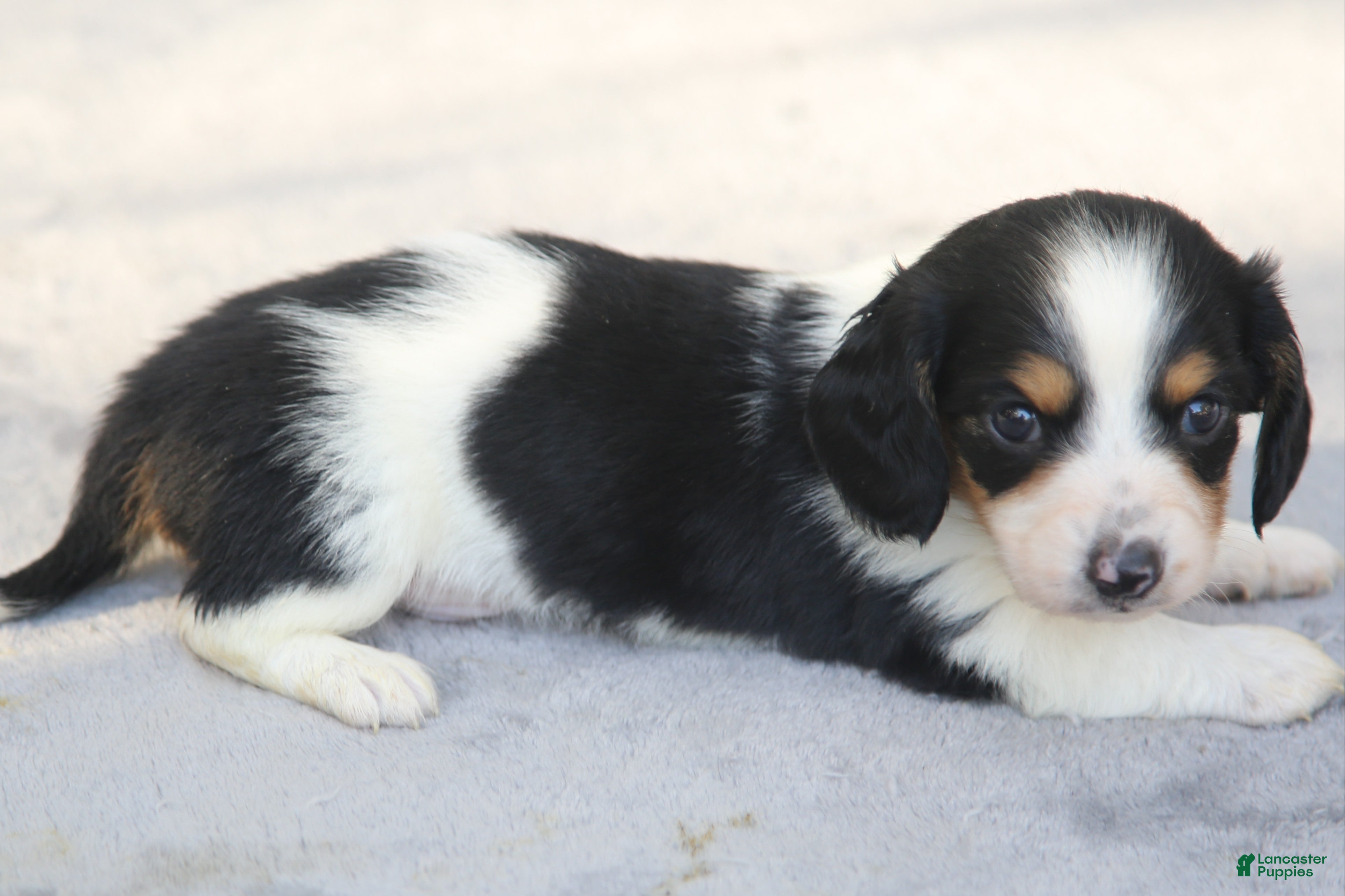 Dachshund dogs for sale: Black and Tan Piebald Male  - Ad 2