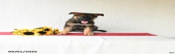 German Shepherd dogs for sale: Tiana - Ad 5
